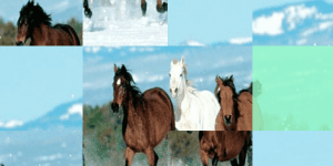Hra - Running Horses Puzzle